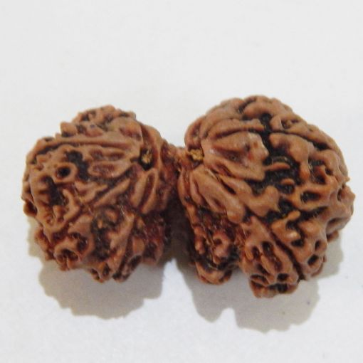 Gauri Shankar Rudraksha