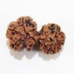 Gauri Shankar Rudraksha