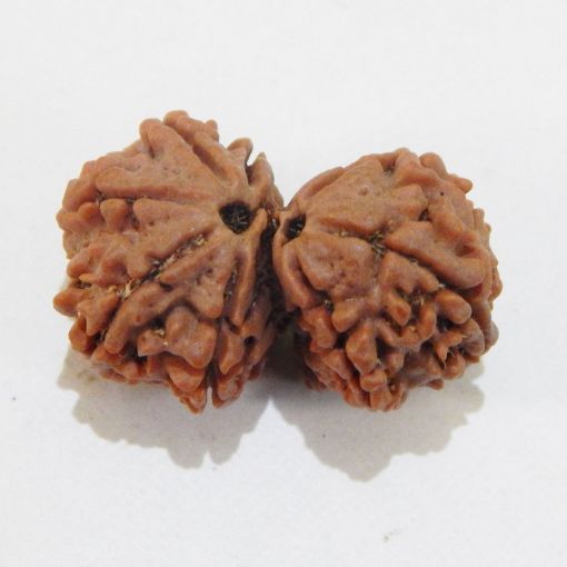 Gauri Shankar Rudraksha
