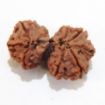Gauri Shankar Rudraksha