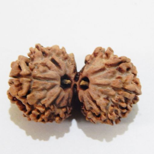 Gauri Shankar Rudraksha