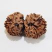 Gauri Shankar Rudraksha