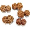 Gauri Shankar Rudraksha Lot