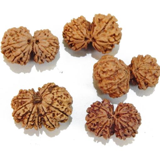 Gauri Shankar Rudraksha Lot