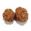 Gauri Shankar Rudraksha Lot