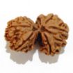 Gauri Shankar Rudraksha Lot