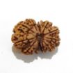 Gauri Shankar Rudraksha Lot