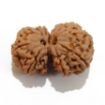 Gauri Shankar Rudraksha Lot
