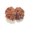 Gauri Shankar Rudraksha Lot