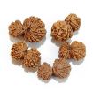 Gauri Shankar Rudraksha Lot