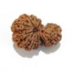 Gauri Shankar Rudraksha Lot