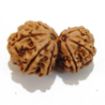 Gauri Shankar Rudraksha Lot