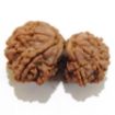 Gauri Shankar Rudraksha Lot