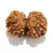 Gauri Shankar Rudraksha Lot