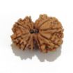 Gauri Shankar Rudraksha Lot