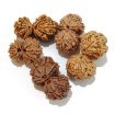Gauri Shankar Rudraksha Lot