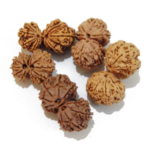 Gauri Shankar Rudraksha Lot