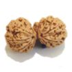 Gauri Shankar Rudraksha Lot