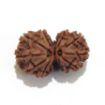 Gauri Shankar Rudraksha Lot