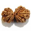 Gauri Shankar Rudraksha Lot