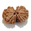 Gauri Shankar Rudraksha Lot