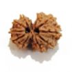 Gauri Shankar Rudraksha Lot