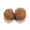 Gauri Shankar Rudraksha Lot