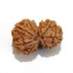 Gauri Shankar Rudraksha Lot