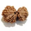 Gauri Shankar Rudraksha Lot