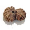 Gauri Shankar Rudraksha Lot