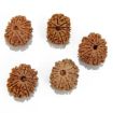 Eleven Mukhi Rudraksha Lot