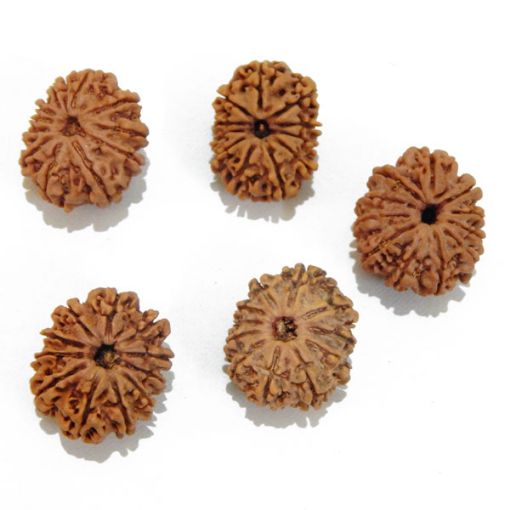 Eleven Mukhi Rudraksha Lot