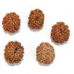 Eleven Mukhi Rudraksha Lot