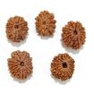 Eleven Mukhi Rudraksha Lot