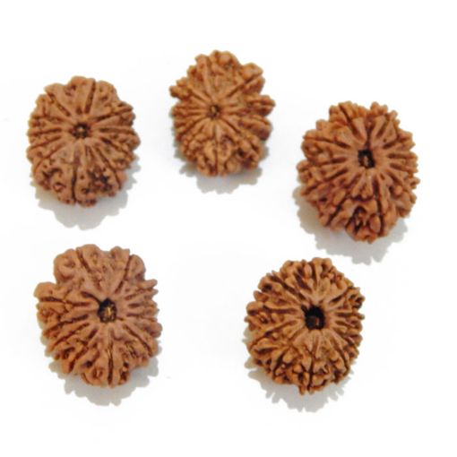 Eleven Mukhi Rudraksha Lot