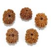 Eleven Mukhi Rudraksha Lot