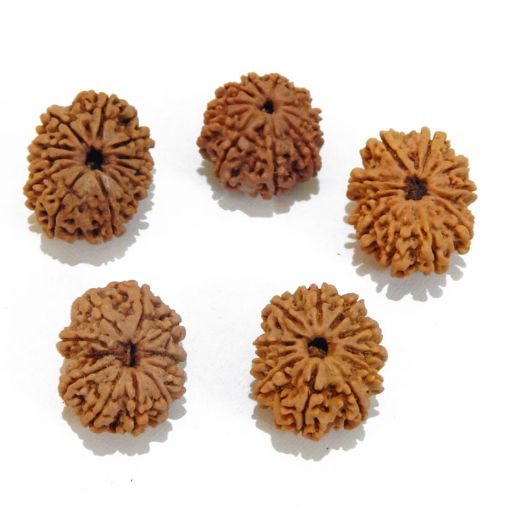 Eleven Mukhi Rudraksha Lot