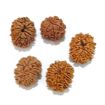 Eleven Mukhi Rudraksha Lot