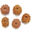 Eleven Mukhi Rudraksha Lot