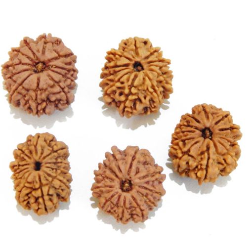 Eleven Mukhi Rudraksha Lot
