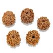 Eleven Mukhi Rudraksha Lot