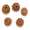Eleven Mukhi Rudraksha Lot