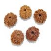 Eleven Mukhi Rudraksha Lot