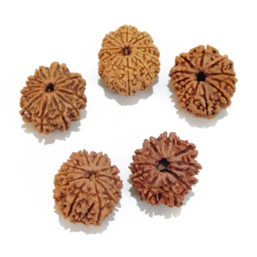 Eleven Mukhi Rudraksha Lot