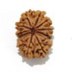 Twelve Mukhi Rudraksha