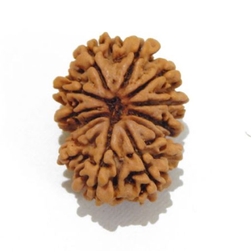 Twelve Mukhi Rudraksha