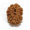 Twelve Mukhi Rudraksha