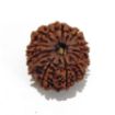 Twelve Mukhi Rudraksha