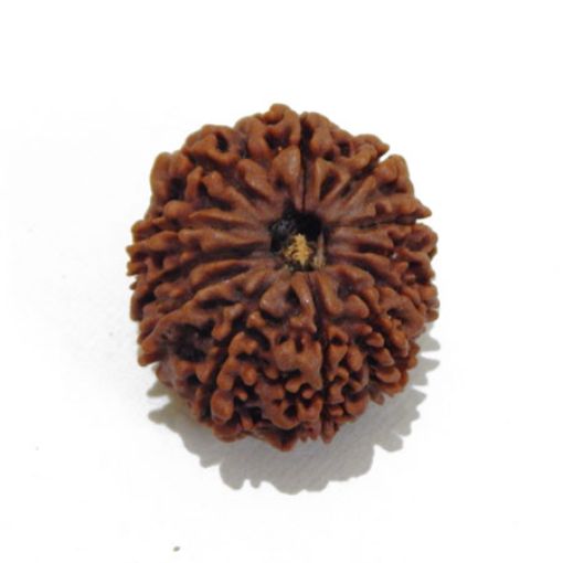 Twelve Mukhi Rudraksha