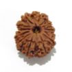 Twelve Mukhi Rudraksha